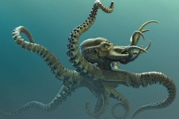 Kraken link